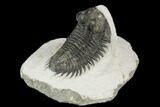 Coltraneia Trilobite Fossil - Huge Faceted Eyes #125129-1